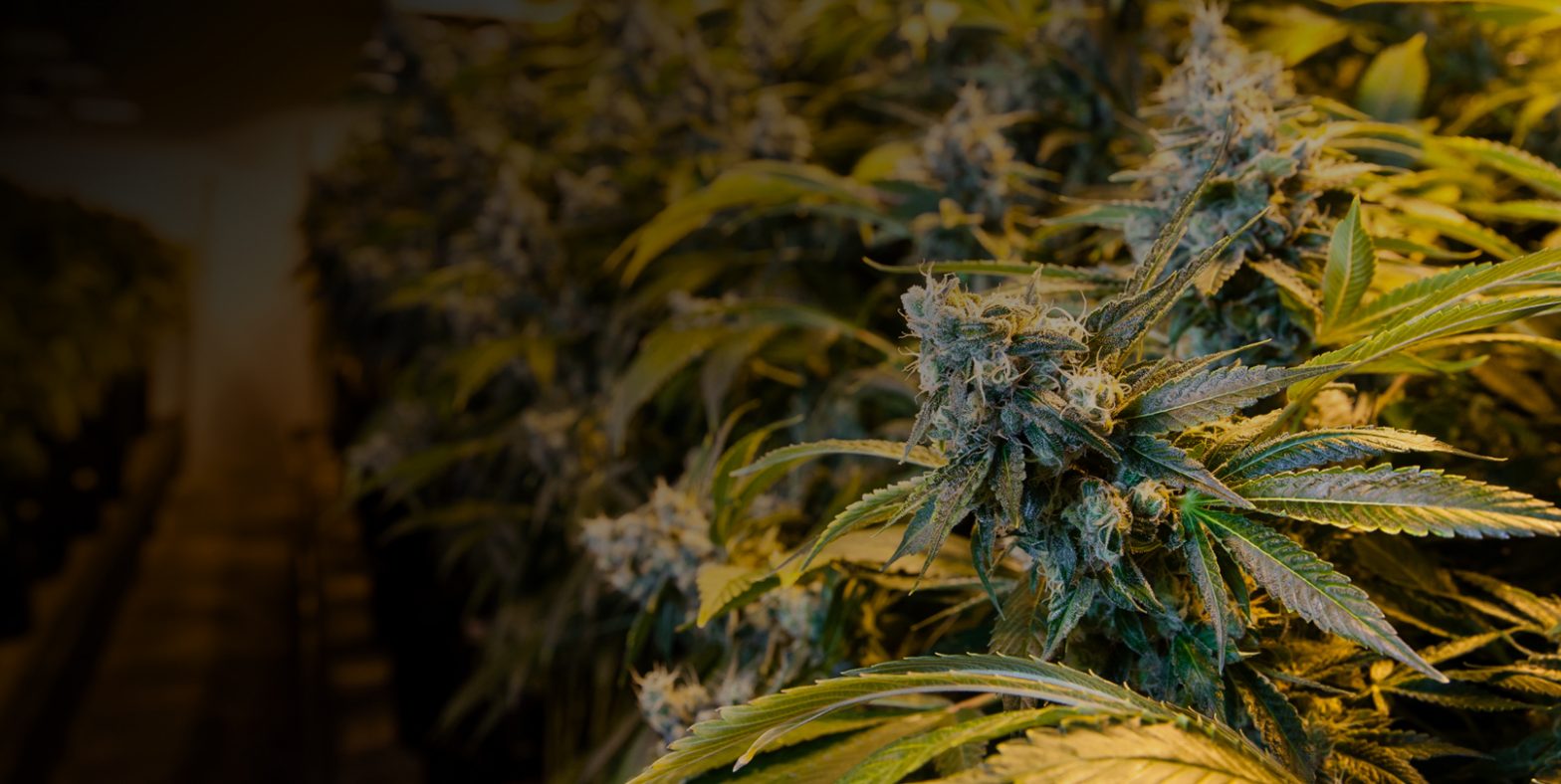 How to Successfully Grow Weed Indoors - A Guide For Beginners